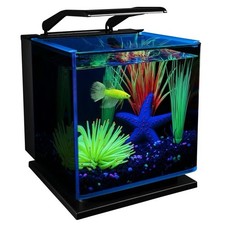 GloFish Betta Shadowbox