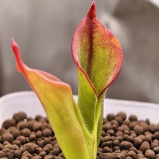 Heliamphora Chimantensis -AW-