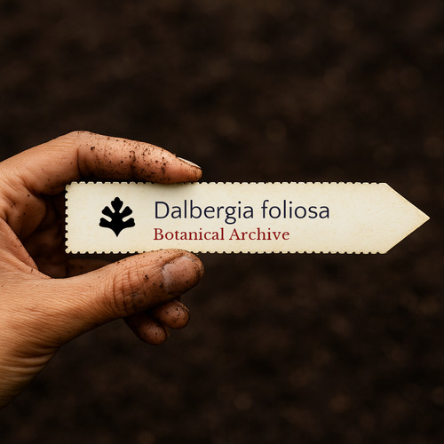 Dalbergia foliosa seeds - dalbergia,