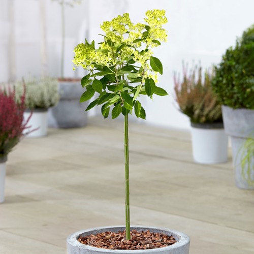 Hydrangea magical candle - hydrangea, patio