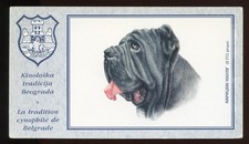 NEAPOLITAN MASTIFF Italian Dog Colour Art Postcard Published in Belgrade