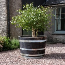 Rustic Oak Barrel Tree / Herb