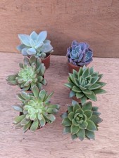 Various echeverias -