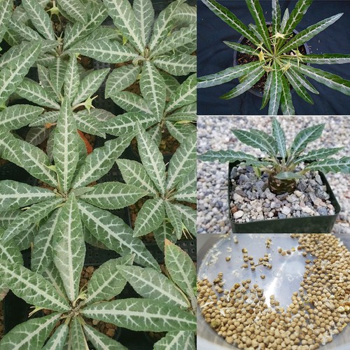 Dorstenia lancifolia silver - dorstenia, (silver