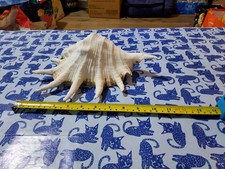 ❤️BEAUTIFUL RARE❤️Giant 11 inch by 6.5" Large 7 Finger Spider Conch Sea Shell❤️