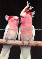 D051008 The Major Mitchell Cockatoo. Nucolorvue Productions. Peter Tonelly