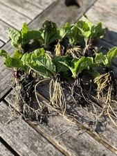 Polyanthus  Mixed Colours  Garden Plants Container 12 Bare Root Plants