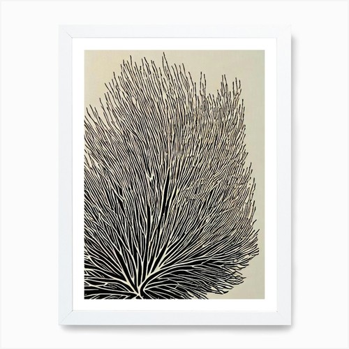 Acropora anthocercis - acropora,