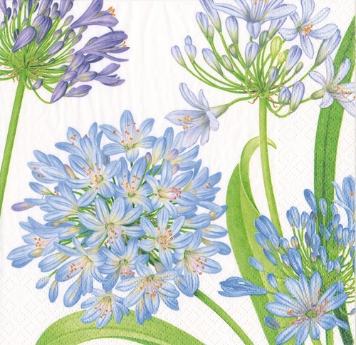 Agapanthus garden caspari - agapanthus,