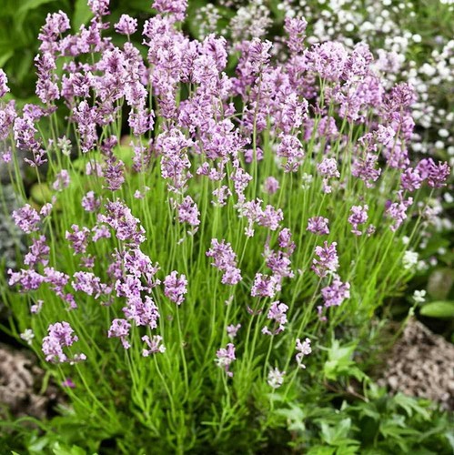 Lavender beezee pink - 1, pink'
