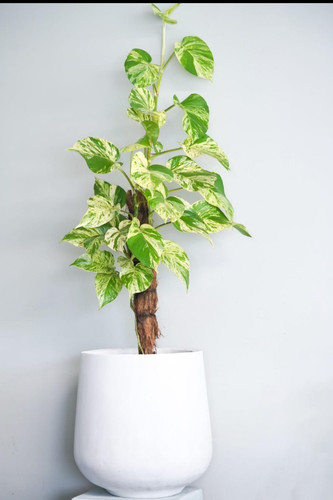 Marble queen pothos live - marble,