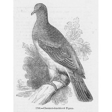 BIRDS Chestnut Shouldered Pigeon - Antique Print 1856