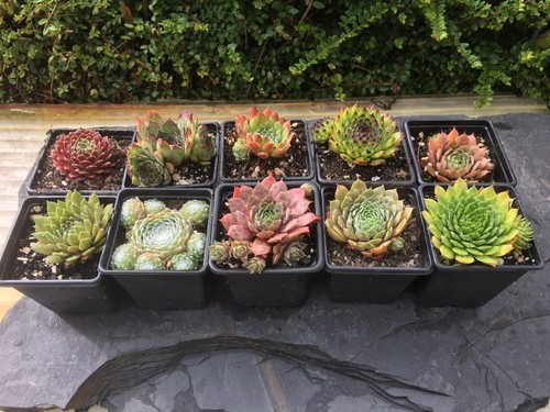 Sempervivum mix plants - mix, |