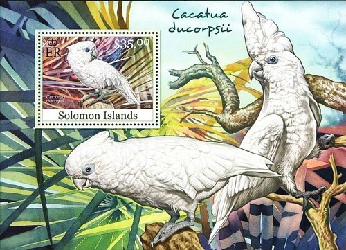 White cockatoo parrot - white,