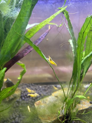 Live neocaradina shrimp - 20+2,