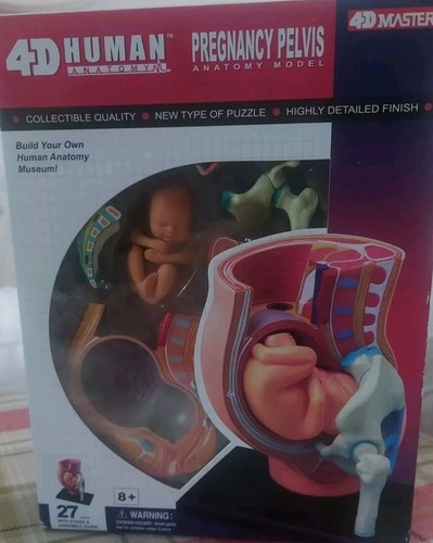 New human anatomy pregnancy - anatomy,