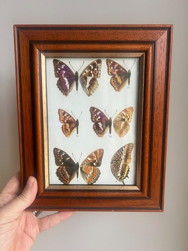 Vintage butterfly bookplate - , in