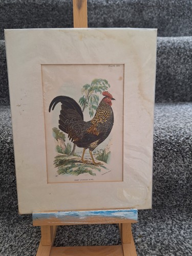 Engraving bird - of,