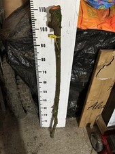 BLACKTHORN  WALKING STICK