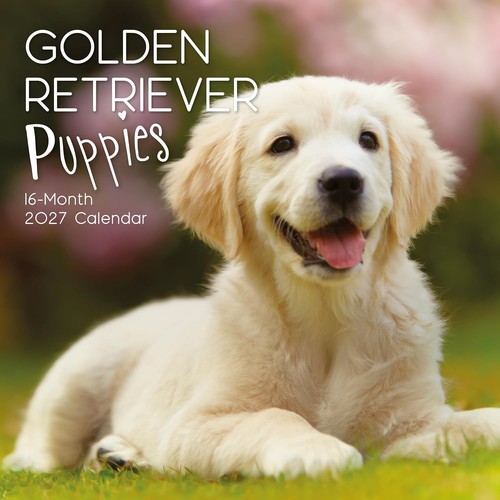 Golden retriever puppies - retriever,