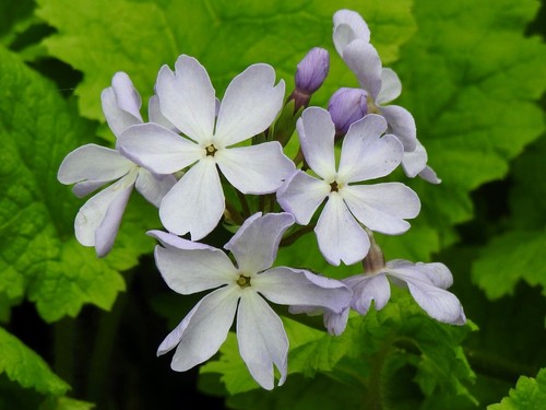Primula sieboldii manakoora - primula,