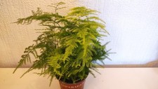Large Asparagus Plumosus house