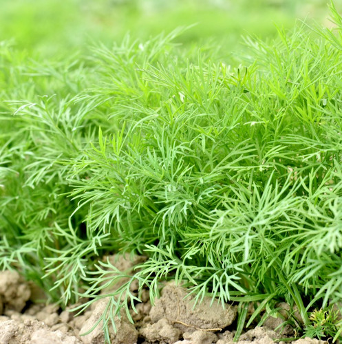 1100x dill compatto - compatto, dwarf
