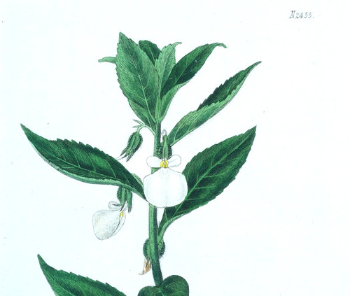 Original 1823 antique - original,
