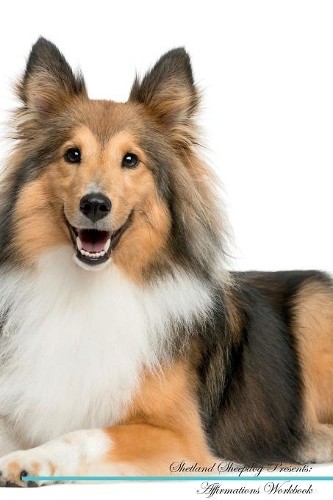 Shetland sheepdog affirmations - shetland,