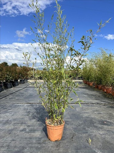 Extra large black bamboo - black, nigra