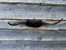 Taxidermy Cattle Horns  Wall