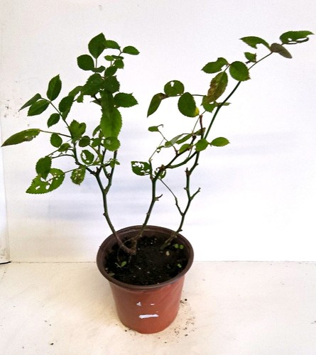 Rose red potted plant - (rosa),