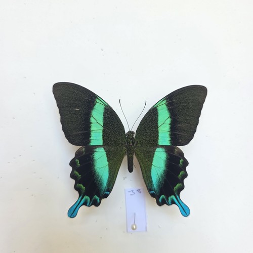 Papilio blumei set specimen - papilio,