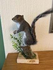 Taxidermy Grey Squirrel (￼