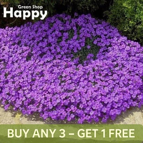 Rock cress hendersonii lilac - rock,