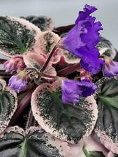 Purple Variegation African