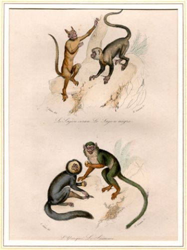 Sajou cornu le - le,