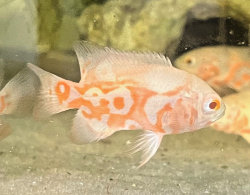 Albino tiger oscar live - albino,