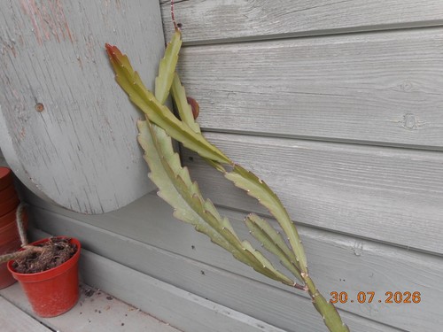 Lepismium floribundum stem - floribundum,,