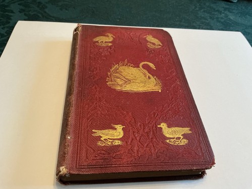19th centuary british - british, birds