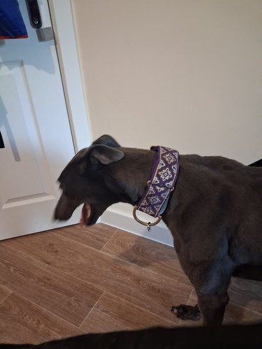 Greyhound house collar - greyhound,