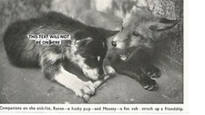 ANIMALS COMPANIONS FRIENDS RANEE DOG HUSKY PUP & MOUSEY FOX CUB OLD CLIPPING