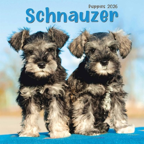 Schnauzer puppies mini - schnauzer,