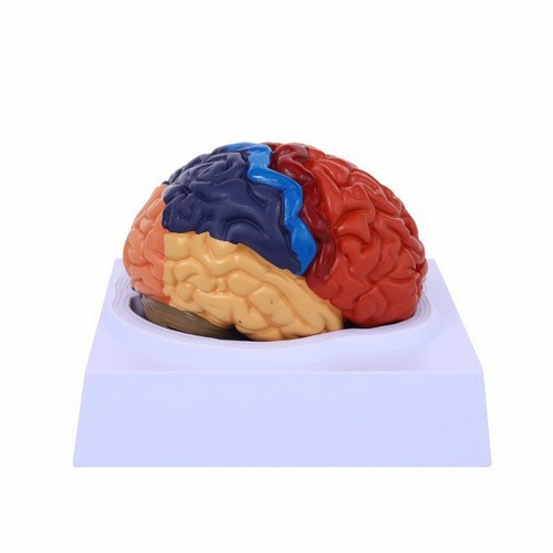 Human brain teaching - teaching, model