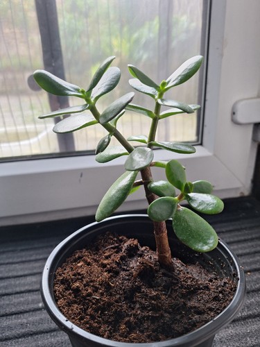 Jade plant crassula ovata - plant,