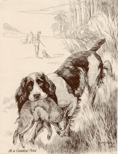 English springer spaniel - springer,