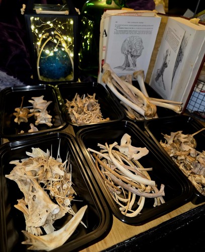 Lot real bones - lot, of