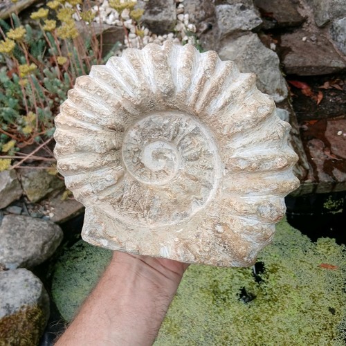 Large fossil ammonite 5kg - x,
