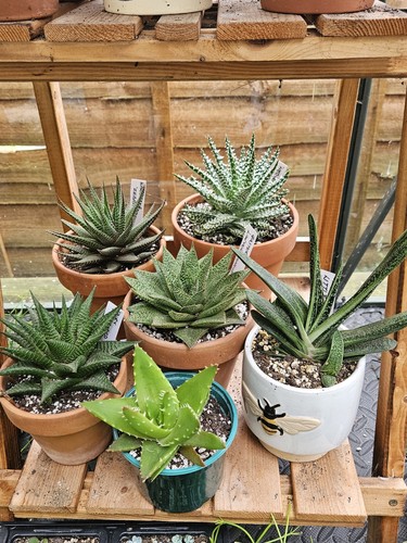 Succulent collection bundle 6 - collection,