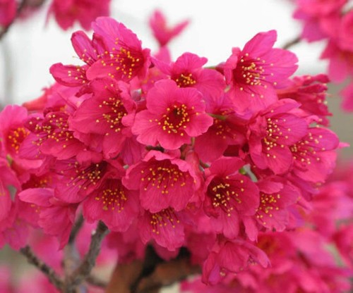 Pink cherry blossom - cherry, tree